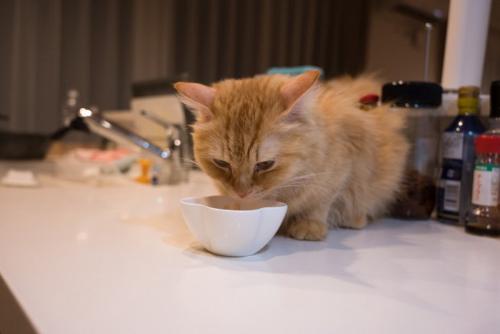 キッチンでごはんを食べる猫