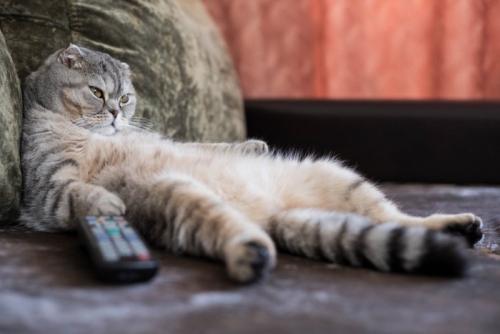 ふてぶてしい猫