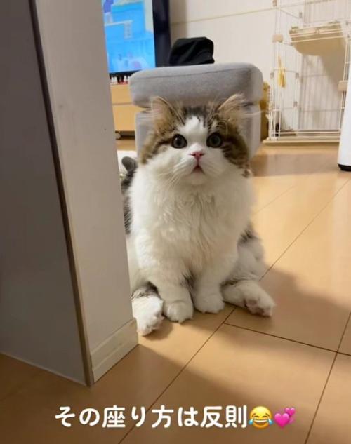 座っている猫