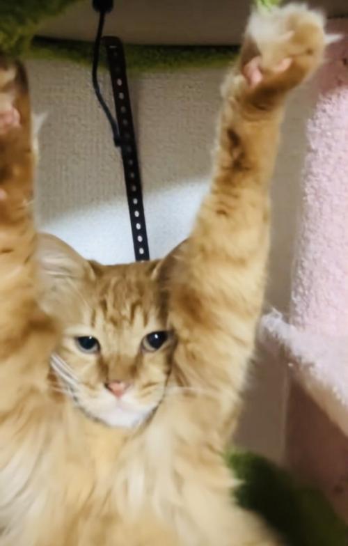 両前足の爪がキャットタワーの天井に引っかかって動けなくなった猫