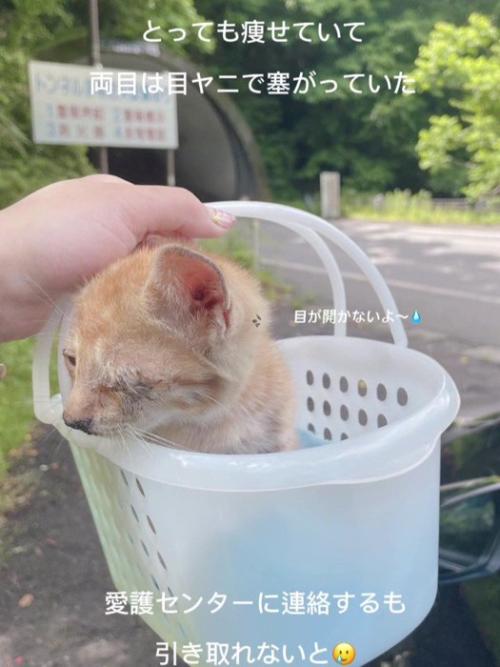 カゴの中にいる子猫