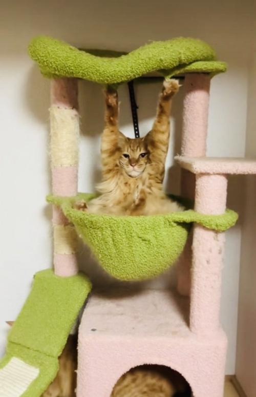 両前足の爪がキャットタワーの天井に引っかかって動けなくなった猫