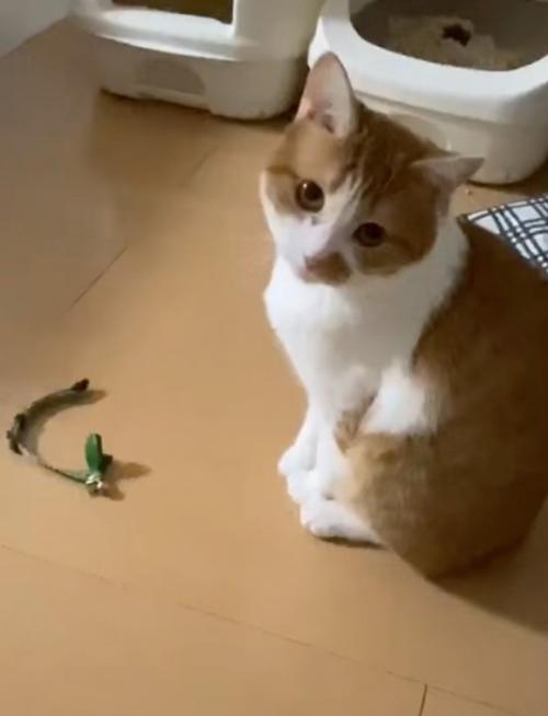見つめる猫