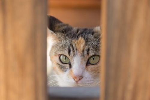 隙間からのぞき見する猫