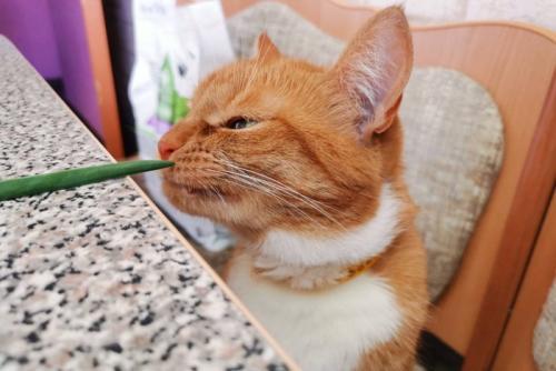 ネギのニオイを嗅ぐ猫