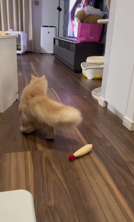 後ろを向いて遠くにいる猫