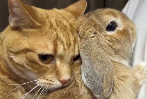 愛おしそうな表情でうさぎの背中にくっつく猫