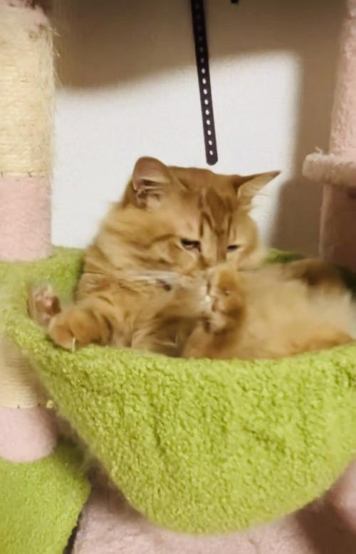 キャットタワーのハンモックでグルーミングする猫