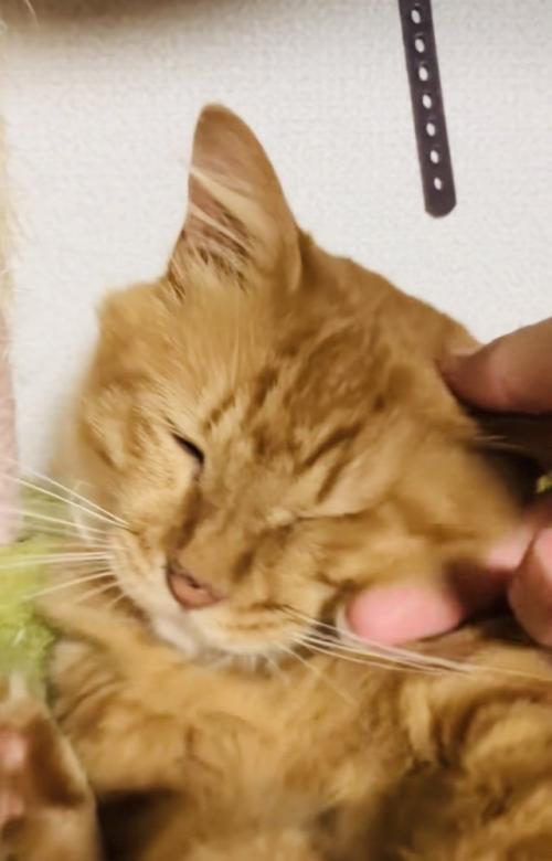 キャットタワーのハンモックで飼い主さんに撫でられる猫