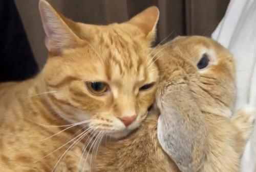 うさぎに顔を寄せる猫