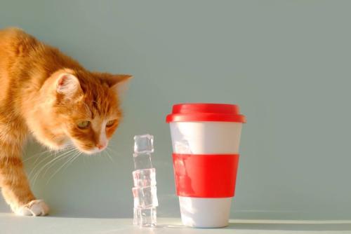 積み上げた氷を見つめる猫