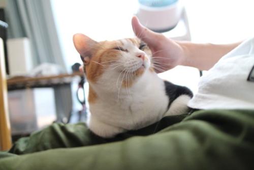うれしそうに目を細める猫