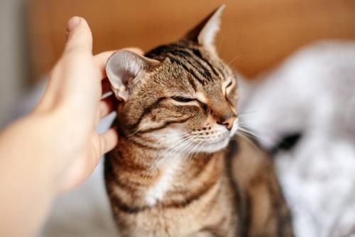 女性に撫でられる猫