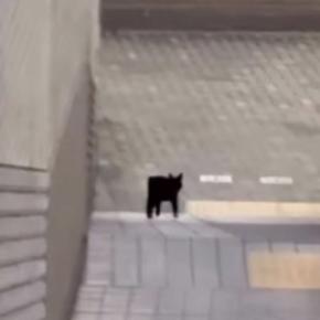 車や人通りが多い