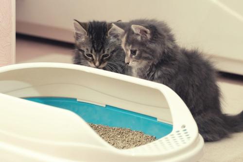 トイレを見る2匹の子猫