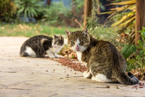 置きエサに集まる猫たち