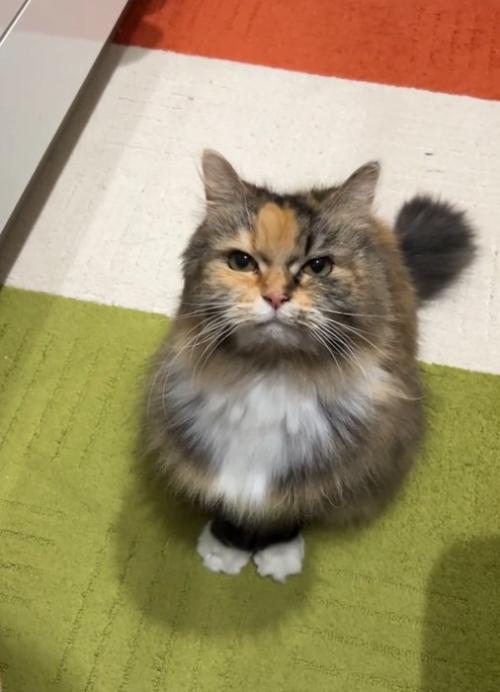 ガン見する猫