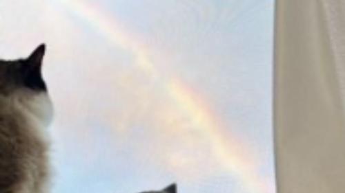虹