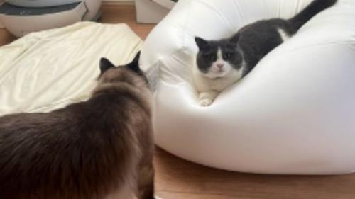 室内にいる猫