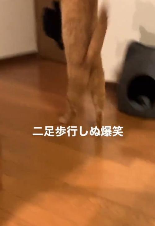 二足歩行する猫