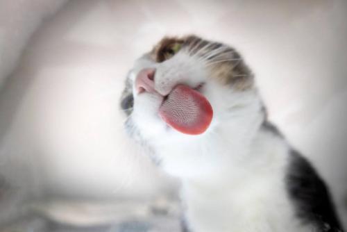 なにかを舐めている猫