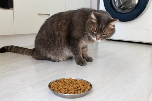 ごはんを見つめる猫