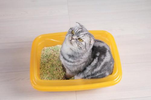 トイレに座っている猫