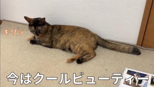 キリッ