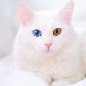 一緒に暮らすと縁起がいい?『福を呼ぶ猫』の体の特徴4選とそう言われる理由