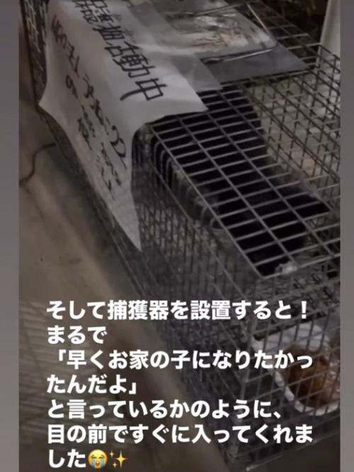 捕獲器に入る猫