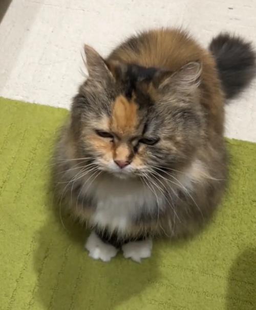 怒る猫