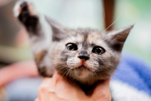 見上げる子猫
