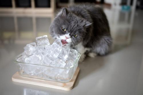 器に盛られた氷をなめる猫