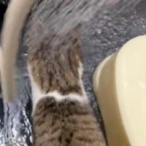 シャワーで猫を洗おうとしたら…想定外の『追いかけっこ』が微笑ましすぎると71万再生「洗うの楽そうｗ」「平和でいいなぁ」と話題に