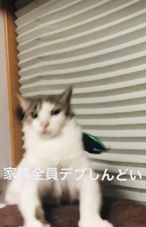 バランスを崩し後ろに落ちそうになるキジ白猫
