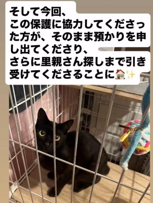 ケージの中で座る猫