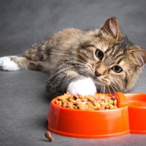 猫の困った『食べムラ』考えられる原因と、試したい3つの対処法