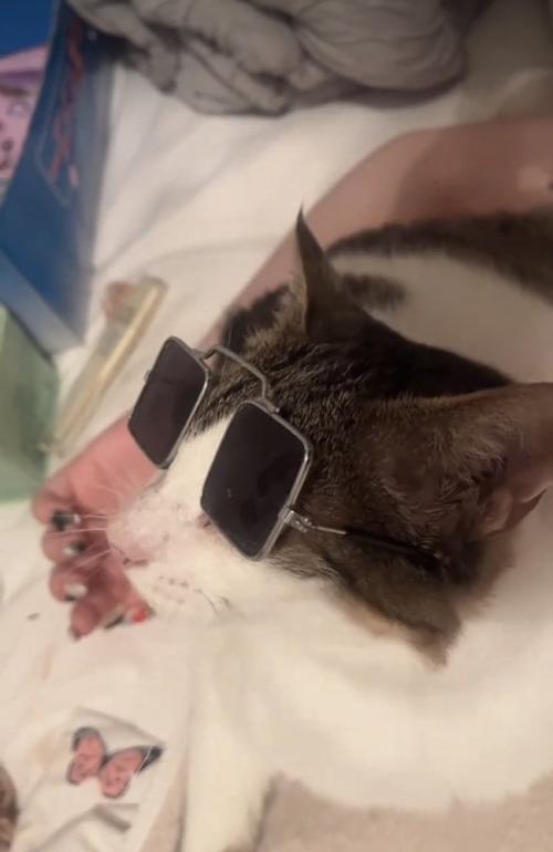 サングラスを掛けたキジ白猫