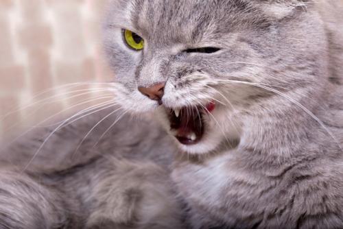 口を開ける猫