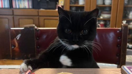 椅子に座る猫