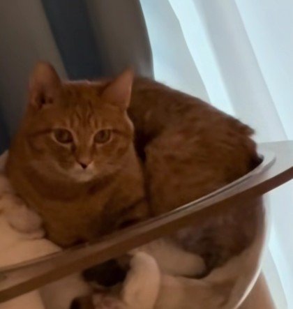 ボウルに入る猫