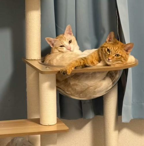 ボウルに入る2匹の猫