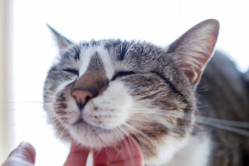 喉の下をなでられ気持ちよさそうな猫
