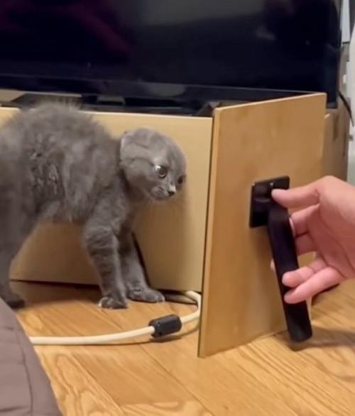 毛を逆立てる子猫