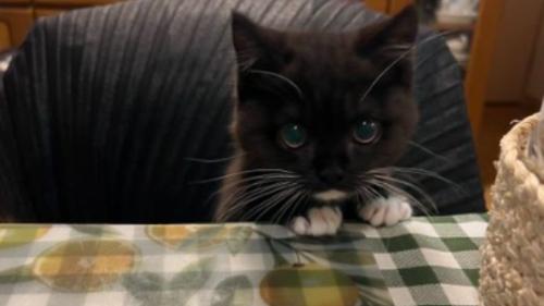 椅子に座る猫