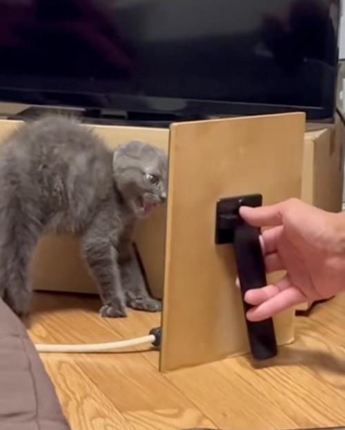 威嚇する子猫