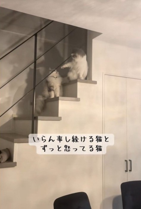 ちょっかいをかける猫
