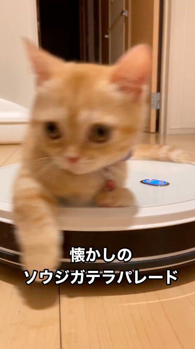 左右に回転するロボット掃除機の動きに驚いた表情の子猫