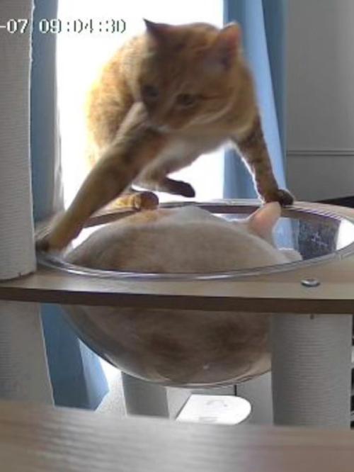 ボウルを奪い合う猫たち