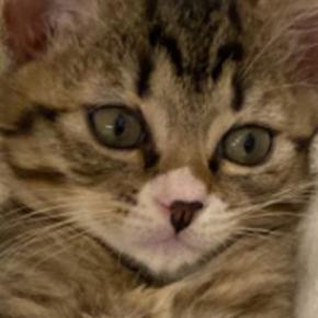 ハンモックの上を見てみると、子猫が……心奪われる人が続出の『素敵な瞬間』に5万いいねの反響「女優さんみたい」「ズッキューン」